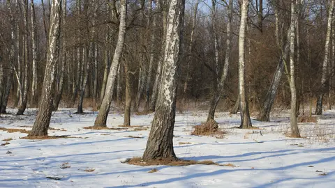Обои «Природа» №300